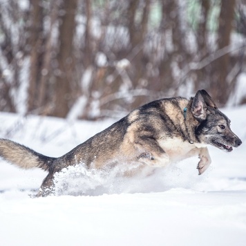 Собаки в добрые руки - Диона - 2