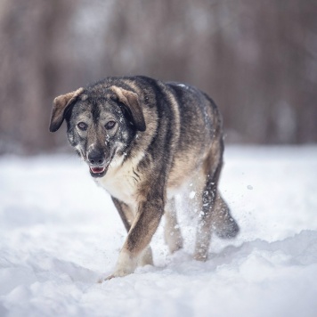 Собаки в добрые руки - Диона - 3