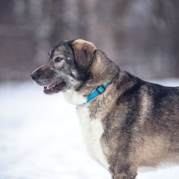 Собаки в добрые руки - Диона - 4