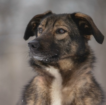 Люмин - Собаки в добрые руки