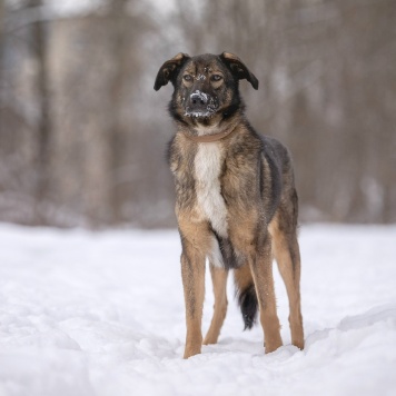 Собаки в добрые руки - Люмин - 1