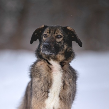 Собаки в добрые руки - Люмин - 3