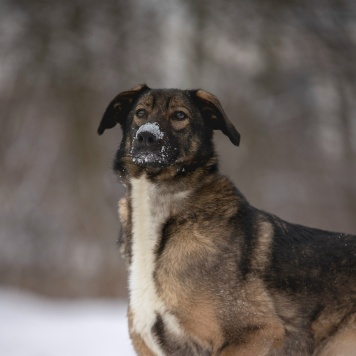 Собаки в добрые руки - Люмин - 4