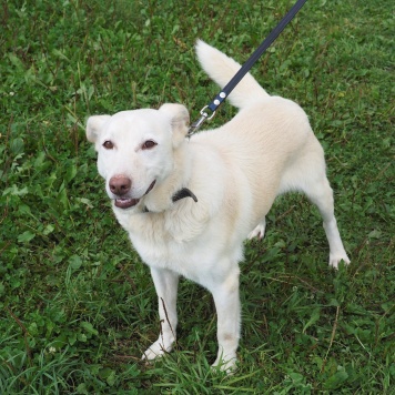 Сэм - Собаки в добрые руки