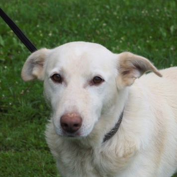 Собаки в добрые руки - Сэм - 1