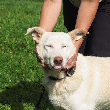 Собаки в добрые руки - Сэм - 2