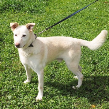 Собаки в добрые руки - Сэм - 3