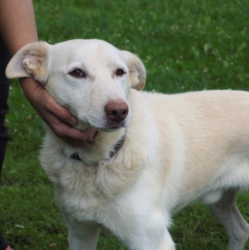 Собаки в добрые руки - Сэм - 4