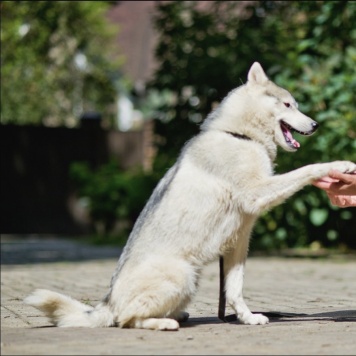 Собаки в добрые руки - Айс - 3