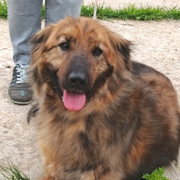 Тигруля - Собаки в добрые руки