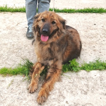 Собаки в добрые руки - Тигруля - 1