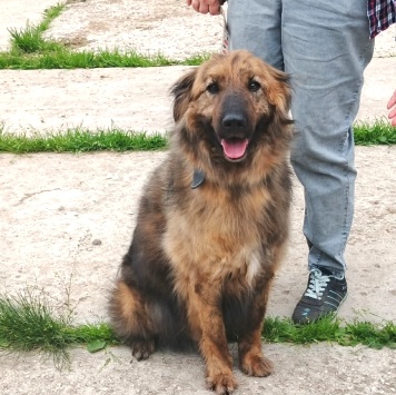 Собаки в добрые руки - Тигруля - 2