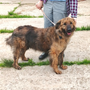 Собаки в добрые руки - Тигруля - 3