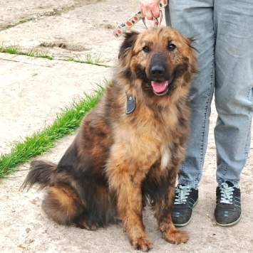 Собаки в добрые руки - Тигруля - 4