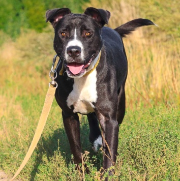 Собаки в добрые руки - Тодин