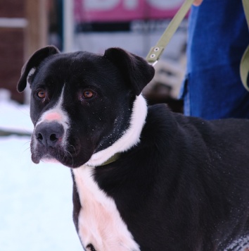 Собаки в добрые руки - Тодин - 1