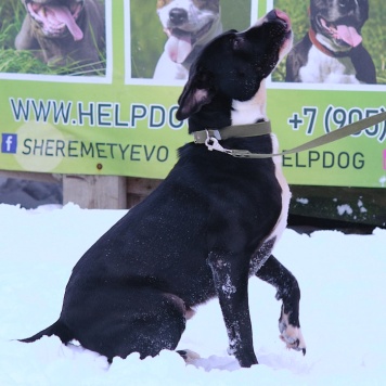 Собаки в добрые руки - Тодин - 2