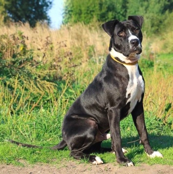 Собаки в добрые руки - Тодин - 2