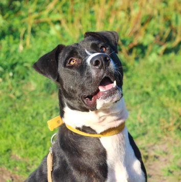 Собаки в добрые руки - Тодин - 3