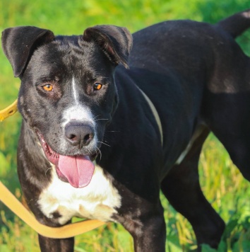 Собаки в добрые руки - Тодин - 4