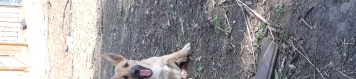 Коржик - Собаки в добрые руки