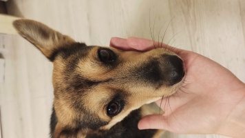 Собаки в добрые руки - Джули - 3