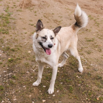 Собаки в добрые руки - Эльза