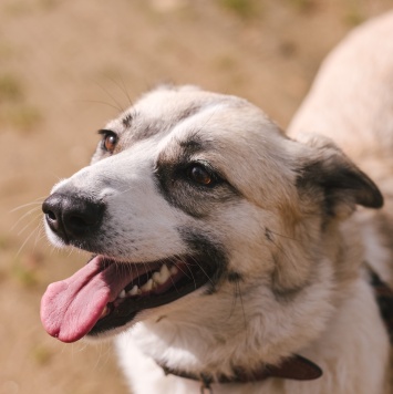 Собаки в добрые руки - Эльза - 1