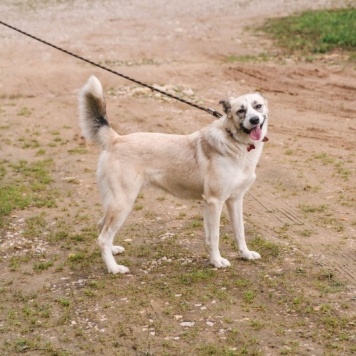 Собаки в добрые руки - Эльза - 2