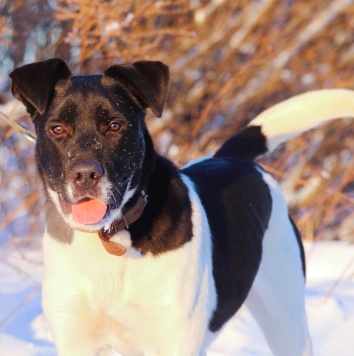 Собаки в добрые руки - Путилкин