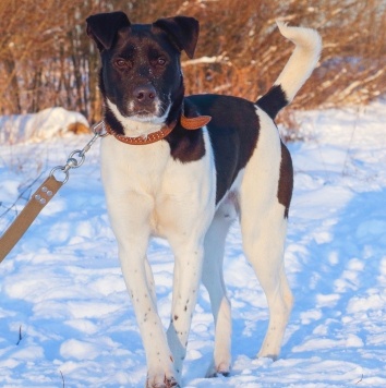 Собаки в добрые руки - Путилкин - 1