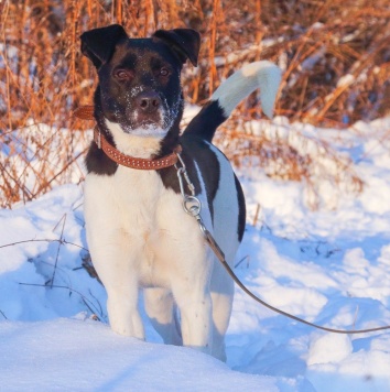 Собаки в добрые руки - Путилкин - 2
