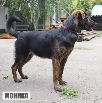 Собаки в добрые руки - Моника - 1