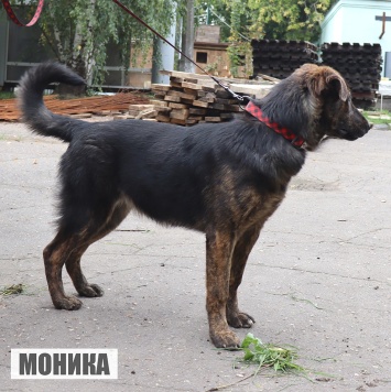 Собаки в добрые руки - Моника - 2
