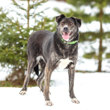 Собаки в добрые руки - Брунгильда