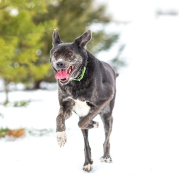 Собаки в добрые руки - Брунгильда - 1