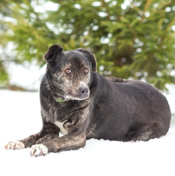 Собаки в добрые руки - Брунгильда - 3