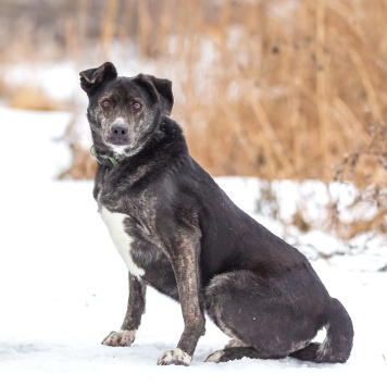 Собаки в добрые руки - Брунгильда - 4
