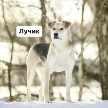 Собаки в добрые руки - Лучик - 4