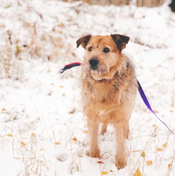 Собаки в добрые руки - Бэн