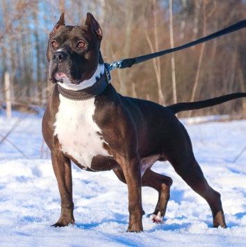 Собаки в добрые руки - Кромвель