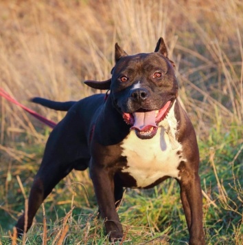 Кромвель - Собаки в добрые руки