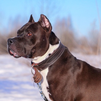 Собаки в добрые руки - Кромвель - 1