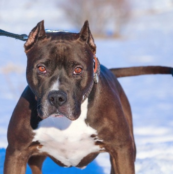 Собаки в добрые руки - Кромвель - 2