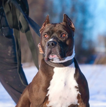 Собаки в добрые руки - Кромвель - 3