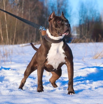 Собаки в добрые руки - Кромвель - 4