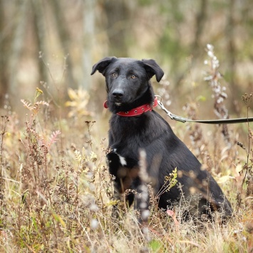 Собаки в добрые руки - Сури