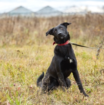 Собаки в добрые руки - Сури - 1
