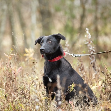 Собаки в добрые руки - Сури - 2
