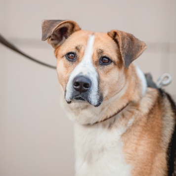 Собаки в добрые руки - Гаечка